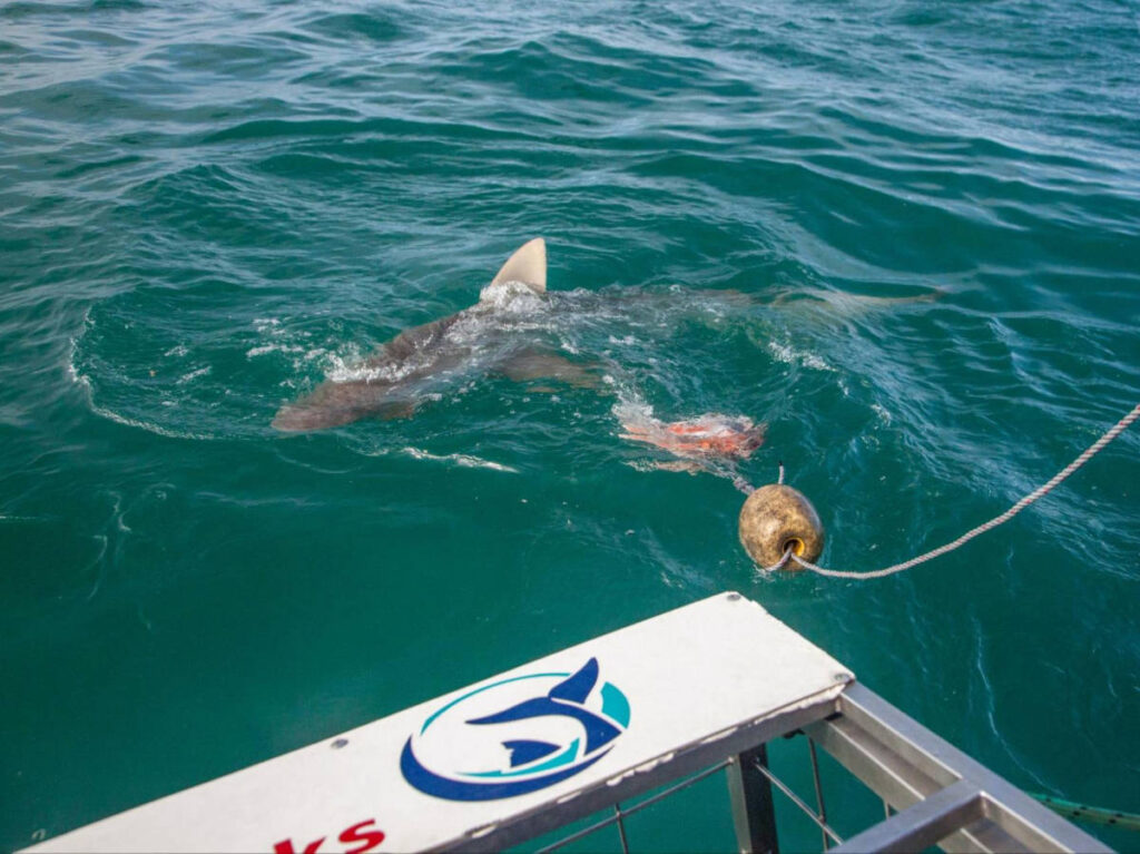 View of the copper shark