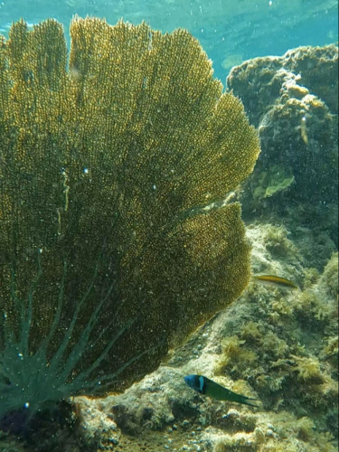 Coral reefs under the Shack’s Beach