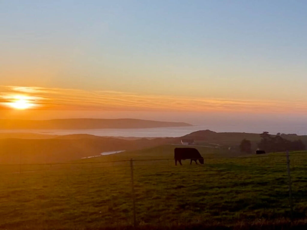 Scenic sunset view of a cow at the hilltop