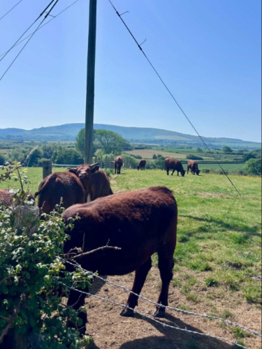 A herd of cattle eating the grass at South Downs National Park