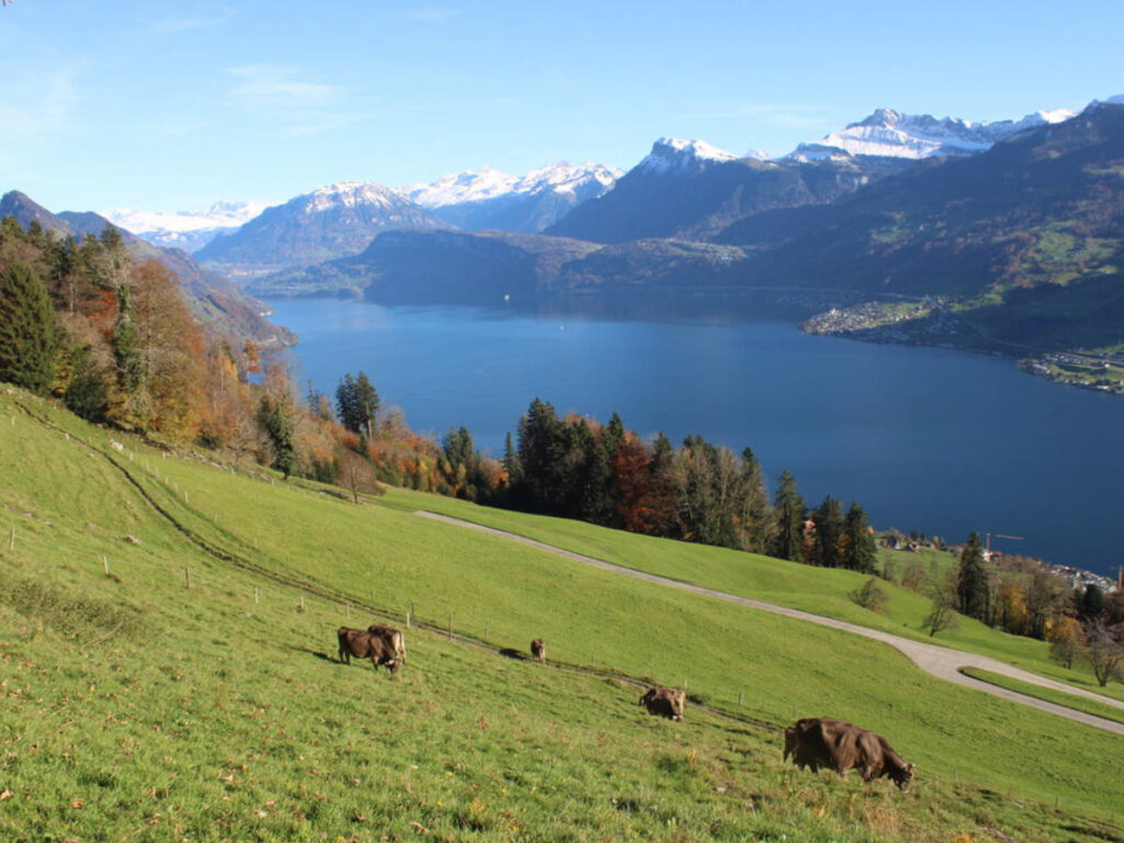 View of the cows on the lush greenery near Lake Lucerne