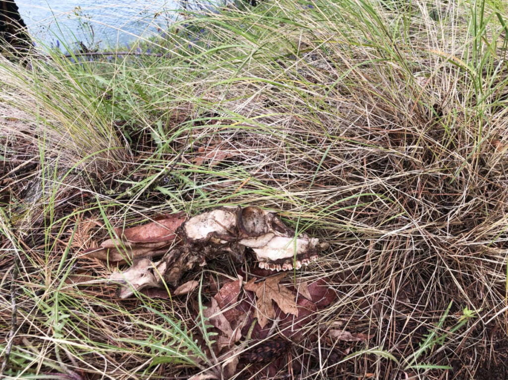 Closeup look of the skeleton of critter on the trail