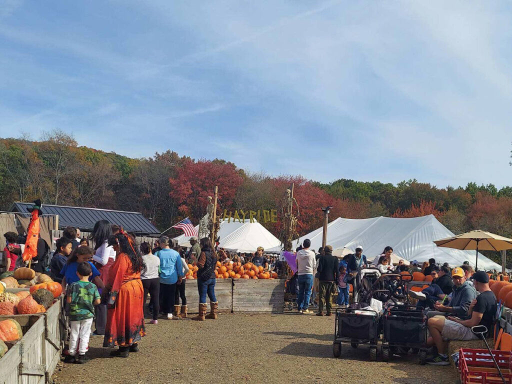 Crowd wandering around the displayed pumpkins in Dr Davies Farm