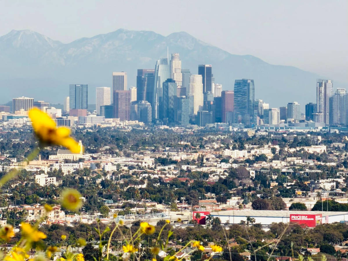 Panoramic view of Downtown LA from an overlooking view with blooming flowers around