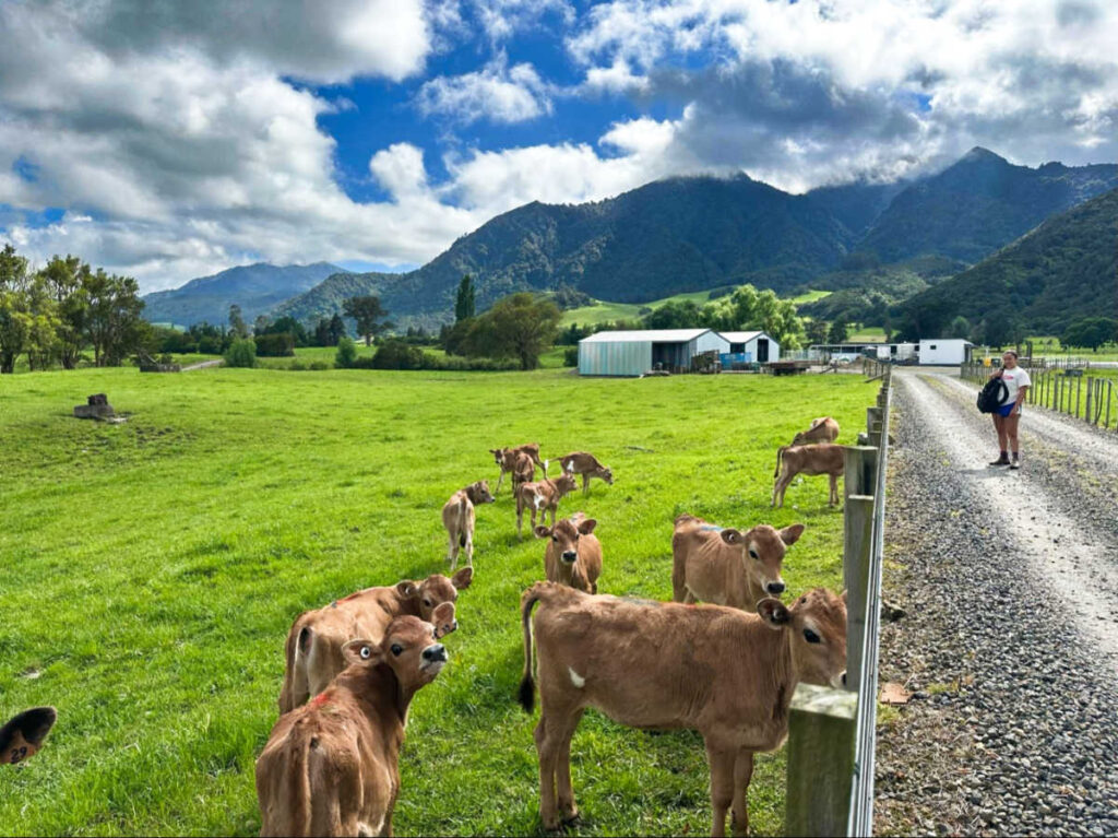View of the cows in the dairy farm