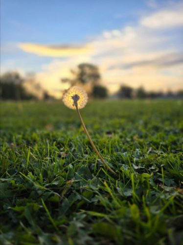 Close up view of a dandelion