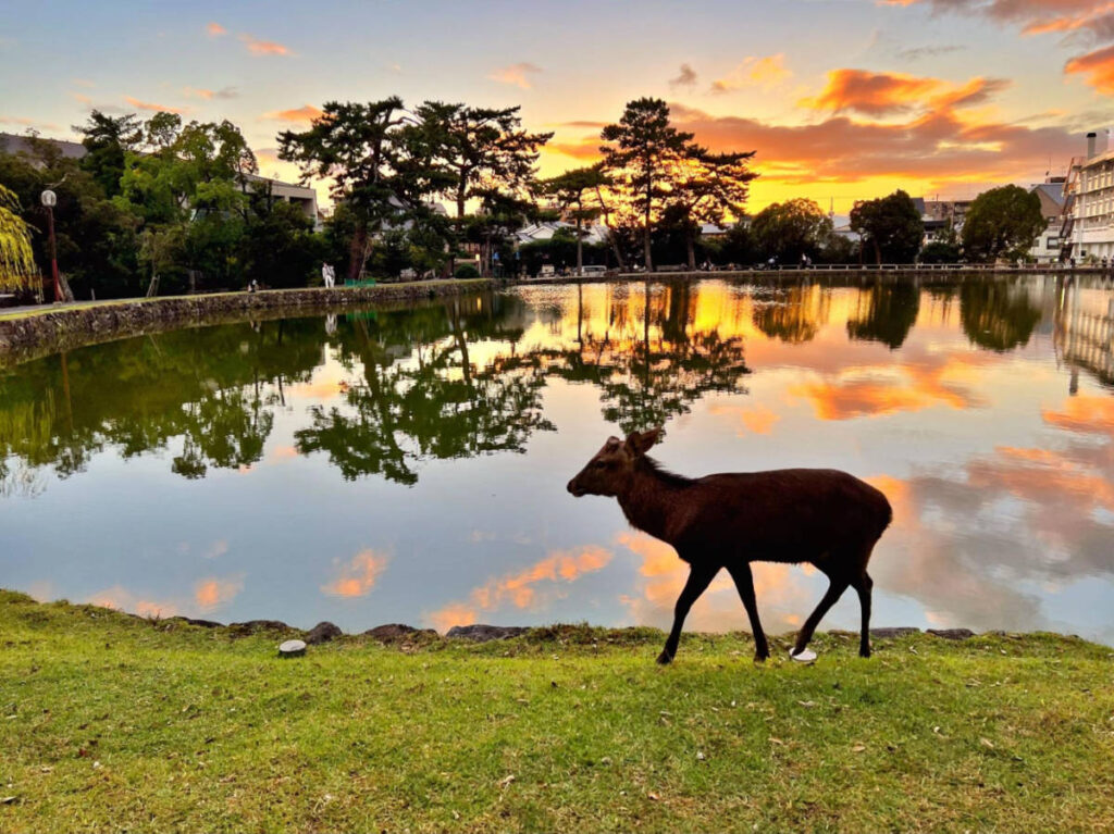 A deer by Sarusawa Pond at sunset
