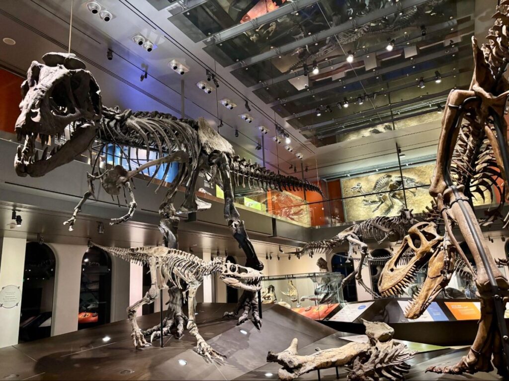 View of the Dino Hall at Natural History Museum