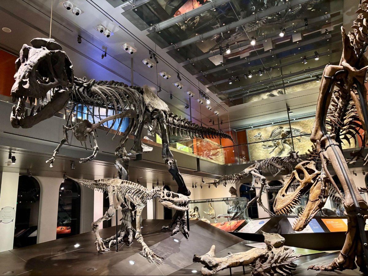 View of the Dino Hall at Natural History Museum