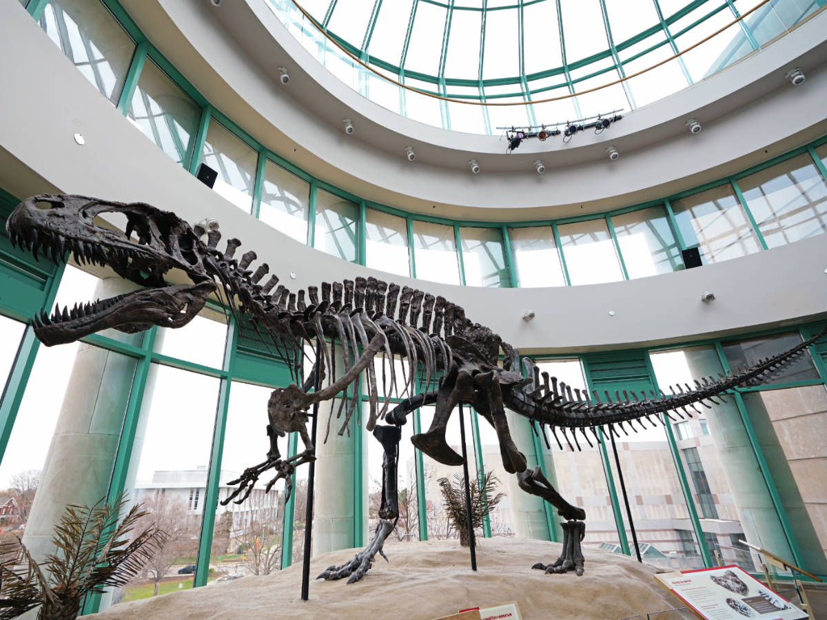 A dinosaur skeleton displayed inside the North Carolina Museum of Natural Sciences