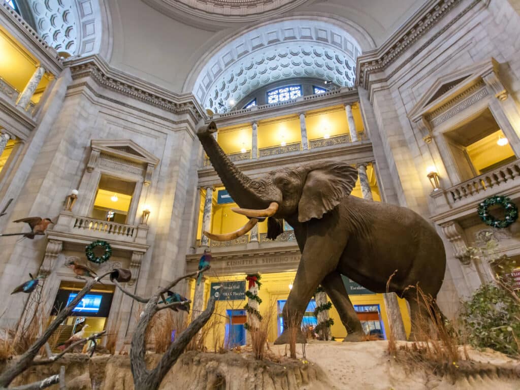 An elephant and birds displayed inside the Smithsonian National Museum of Natural History