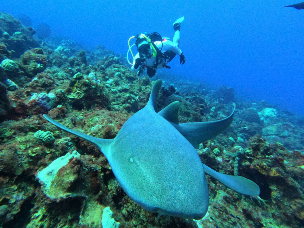 A shark and a diver at  Desecheo Island