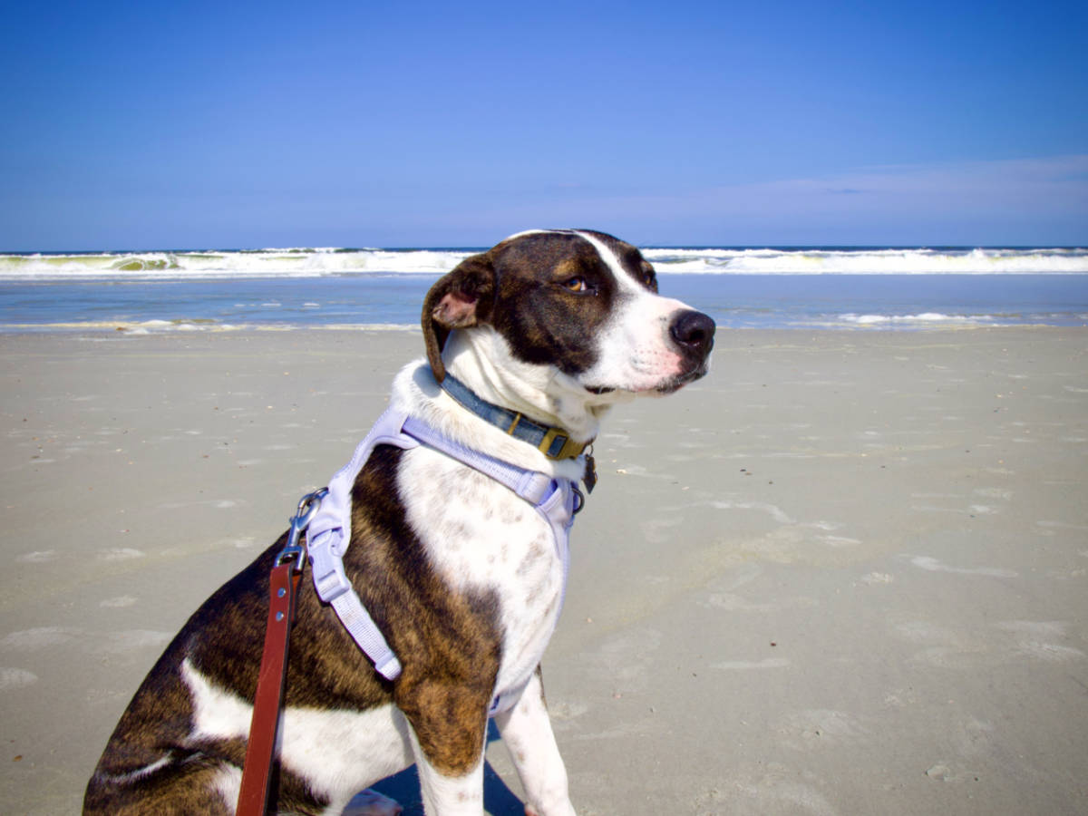 A dog sitting at the vast sand of the beach