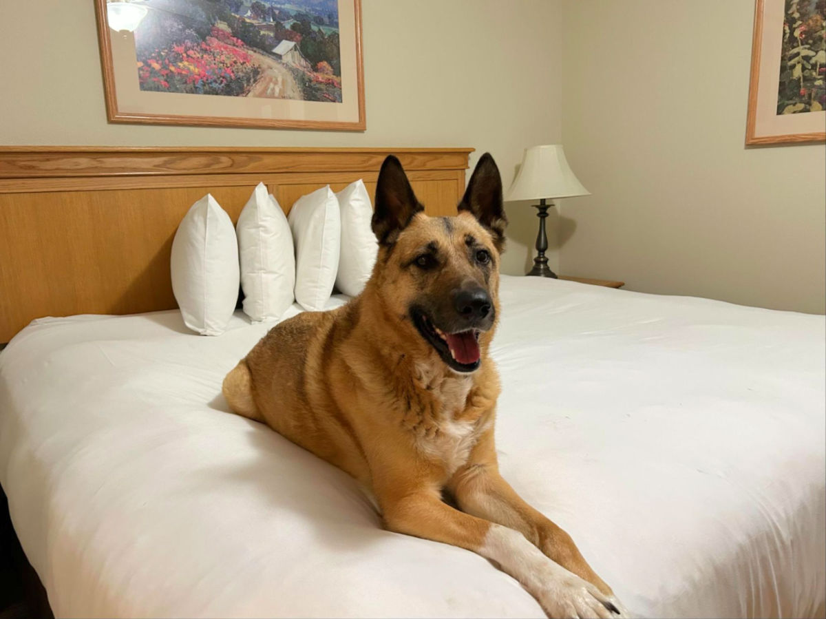 Dog on a bed at Grand Lodge Crested Butte
