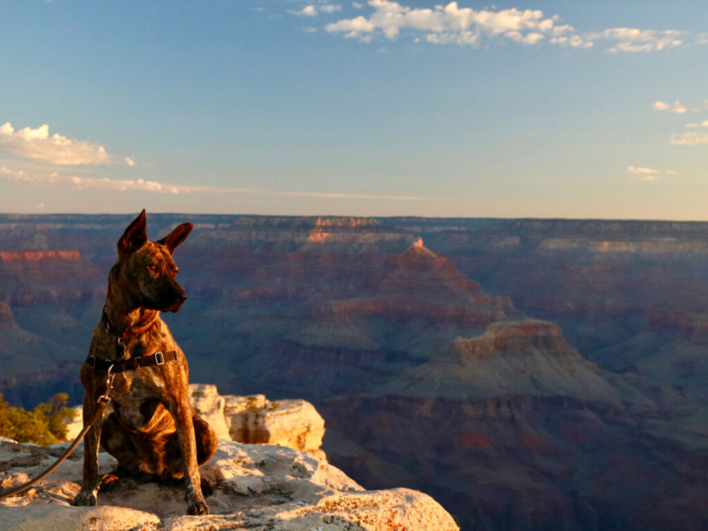 Brindle Shepherd Dog Overlooks Grand Canyon During Sunrise