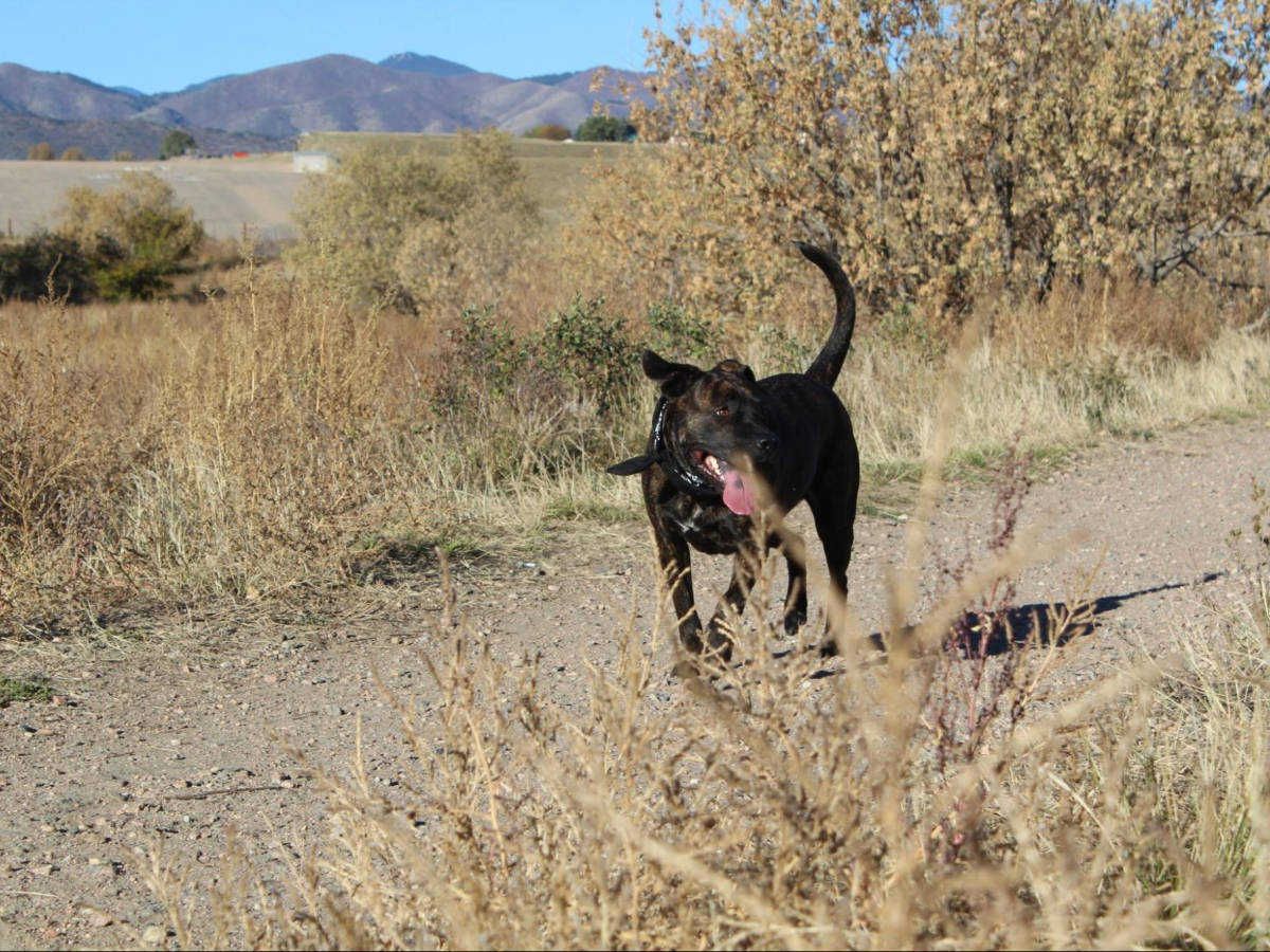 A dog wandering around the Chatfield State Park