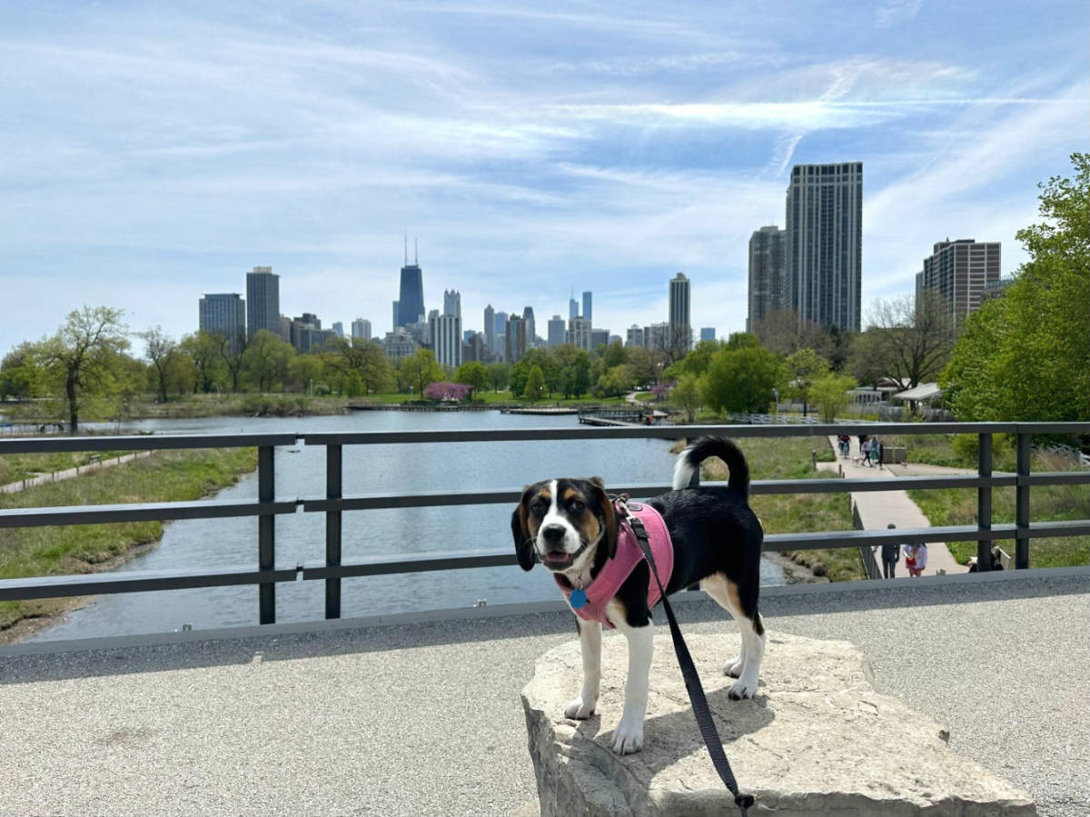 A dog enjoying the overlooking view of the river and skyline at the Lincoln Park