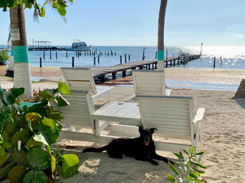 Dog sitting near the beach chairs on Caye Caulker