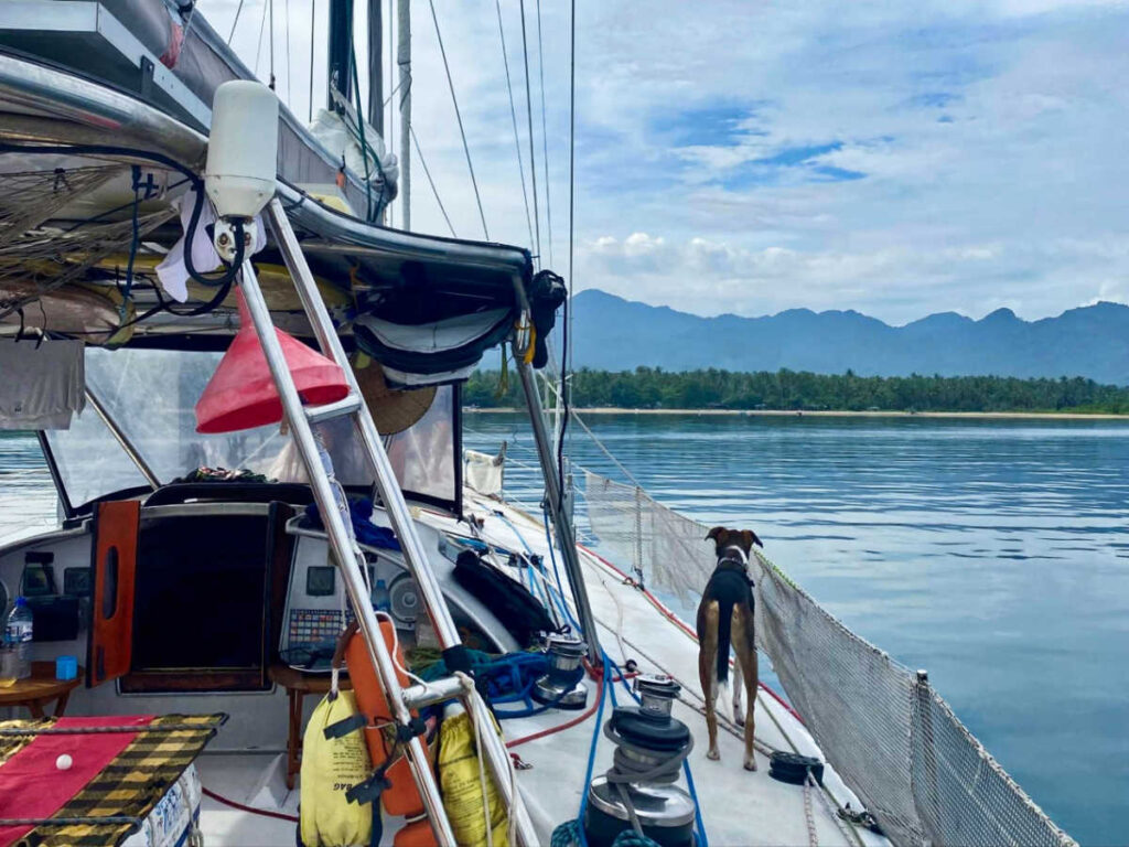 A dog admiring the view from the boat