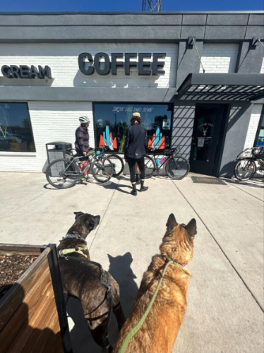 The dogs looking at the storefront of Queen City Coffee