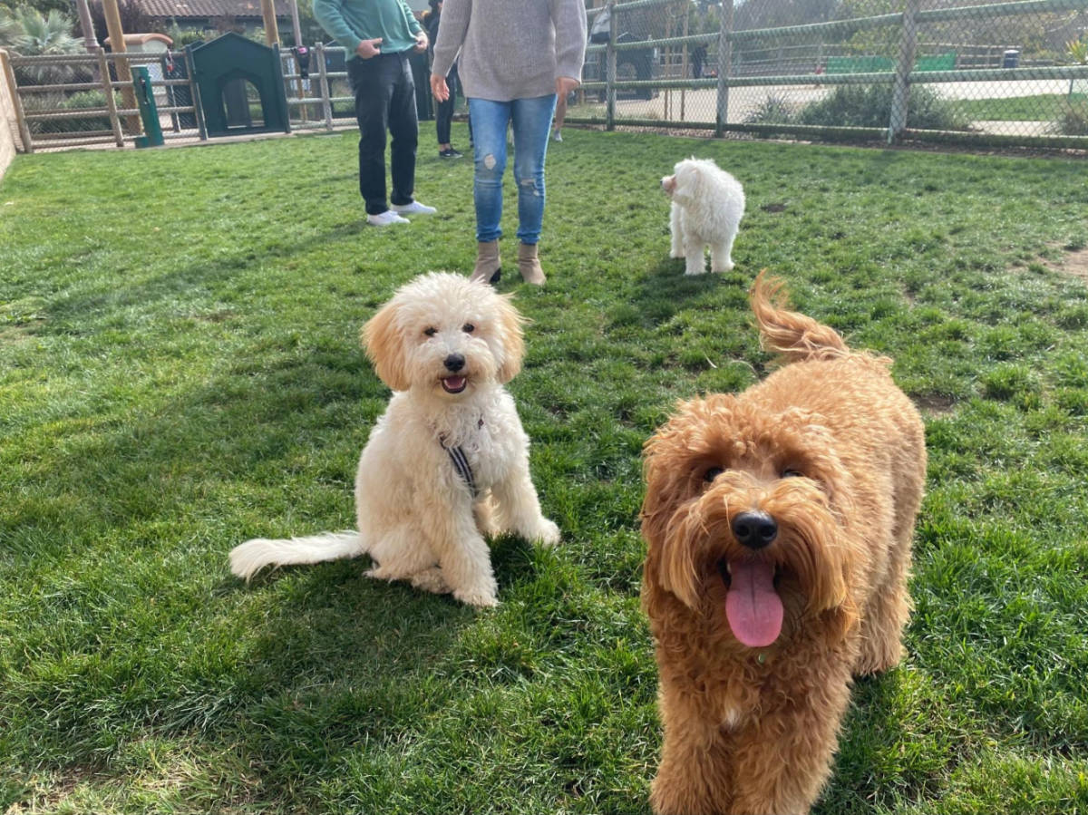 The dogs playing and chilling around the Encinitas Community Park