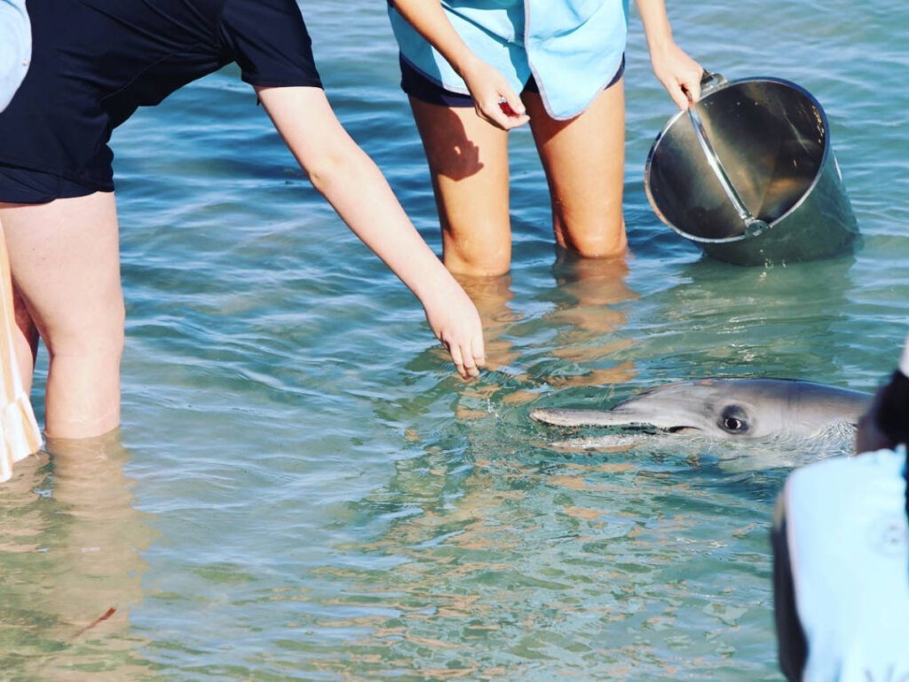 People feeding the dolphin in Monkey Mia - Shark Bay