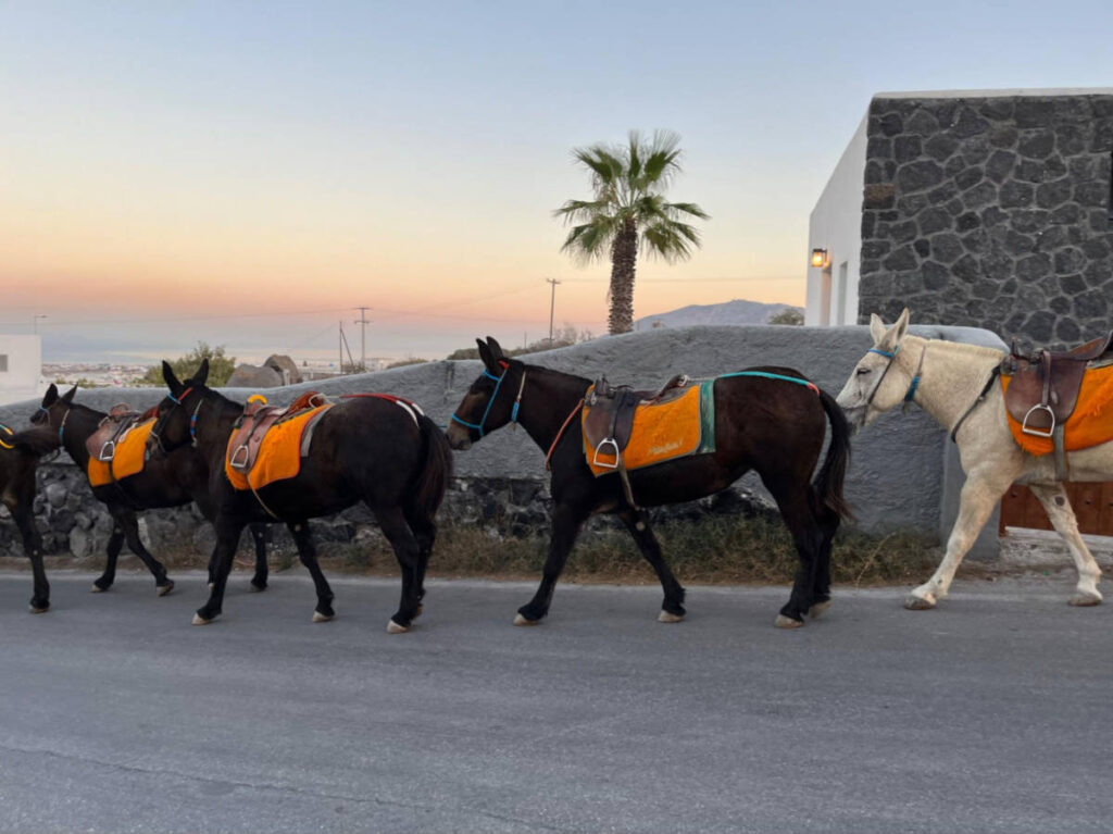 View of the donkeys being guided through Fira