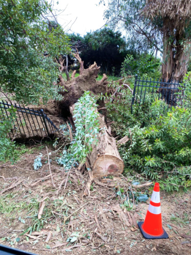 A downed tree knocking over the fence