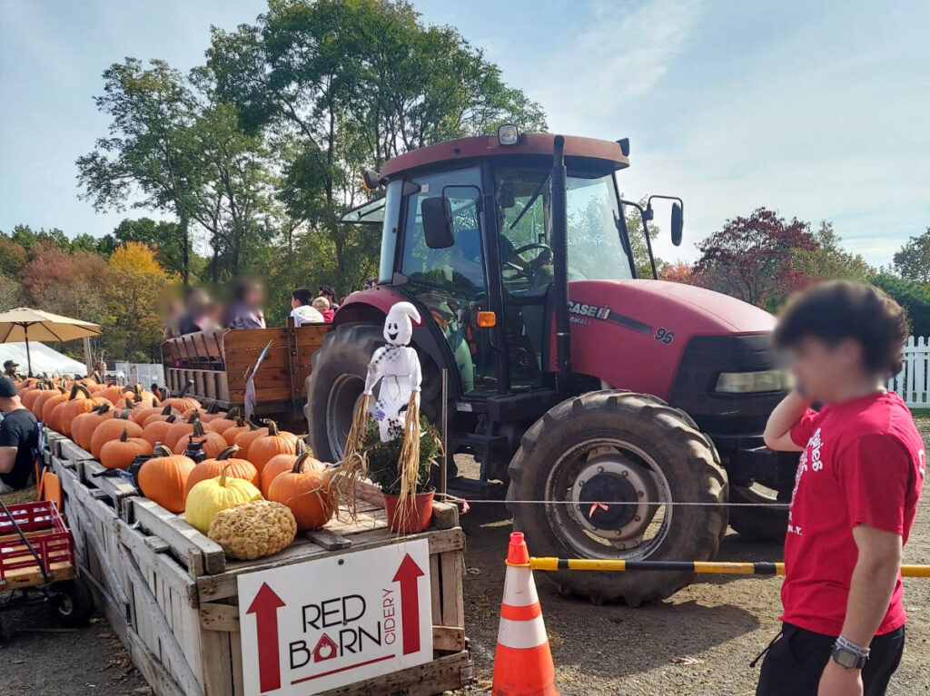 People on the red tractor passing a table full of pumpkins in Dr Davies Farm