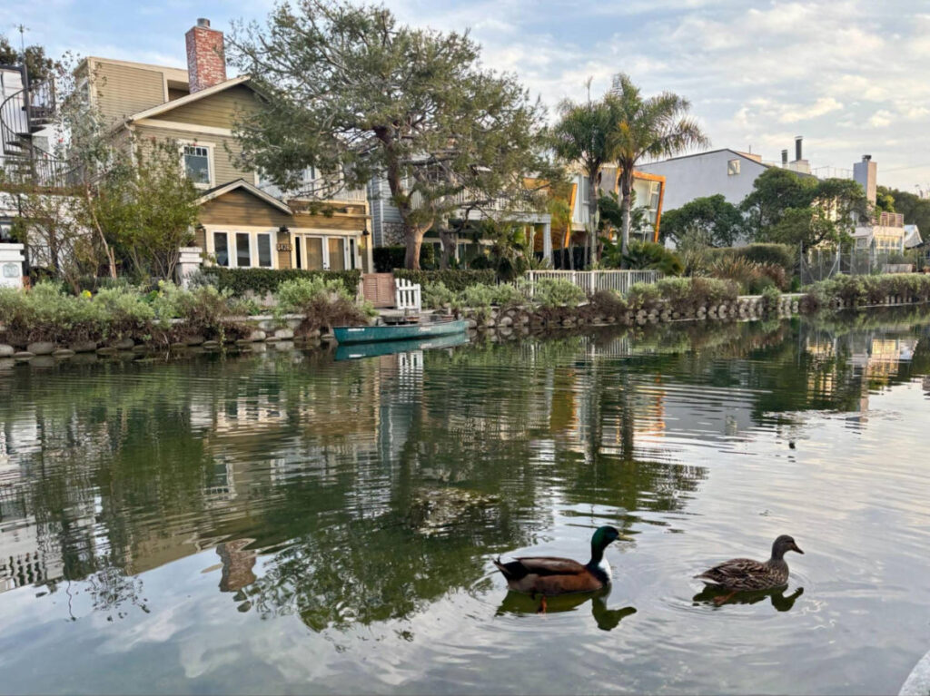 Ducks floating along the Venice Canals