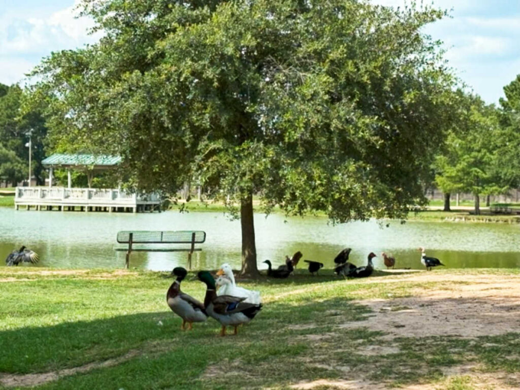 View of the ducks wandering around a lake at the Mary Jo Peckham Park