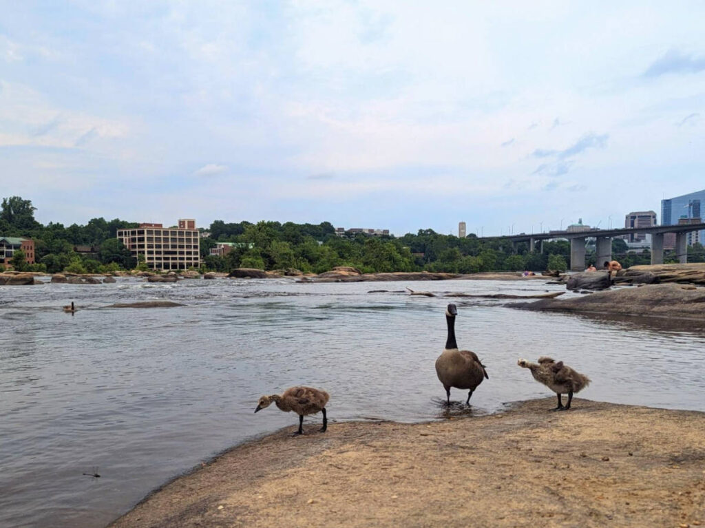 Ducks near the Lee Bridge with a view of downtown Richmond