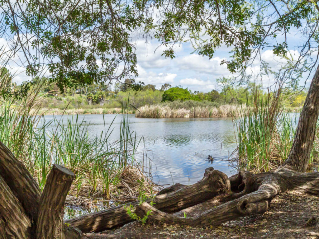 View of the ducks on the water and the greenery around Guajome Lake