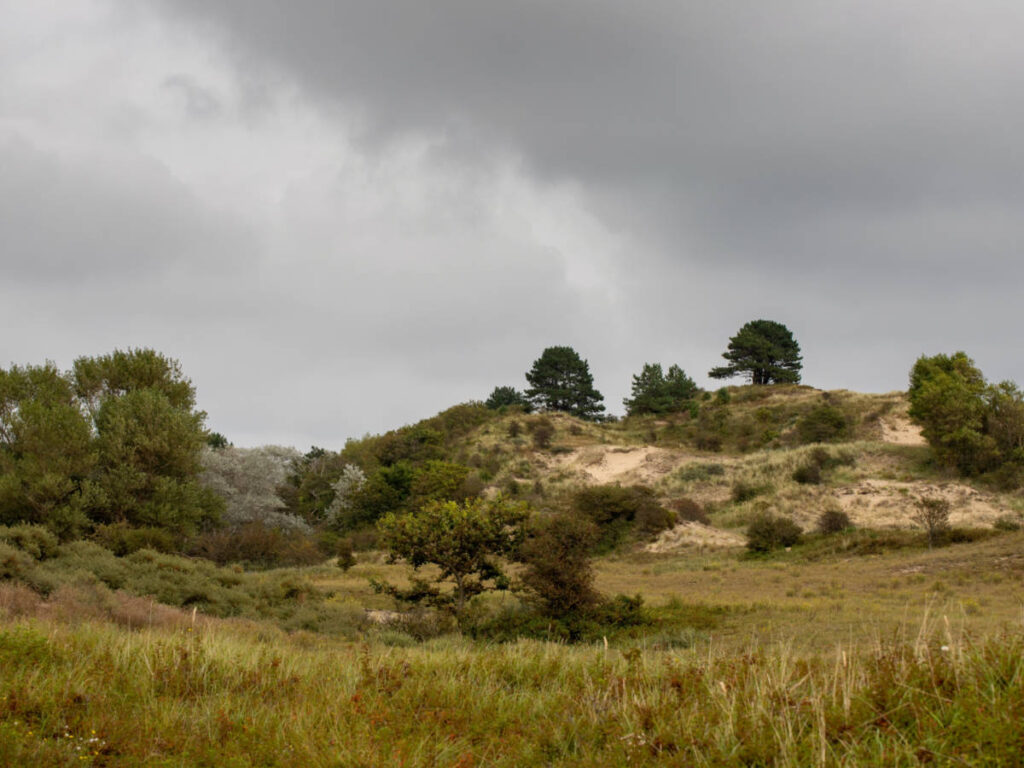 Panoramic view of the dunes of Zuid Kennemerland
