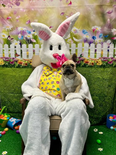 An Easter bunny holding a dog on his lap