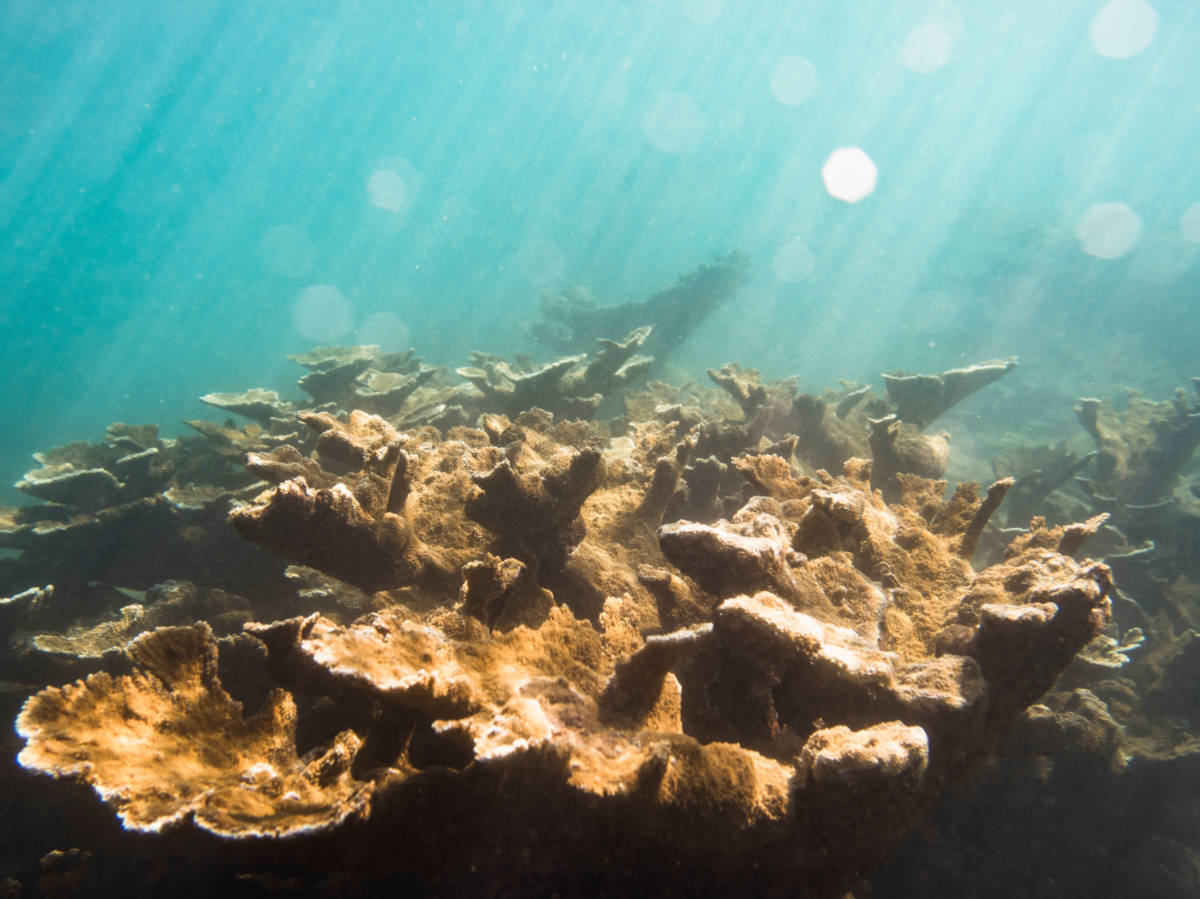 Closeup look of the elkhorn corals under the ocean