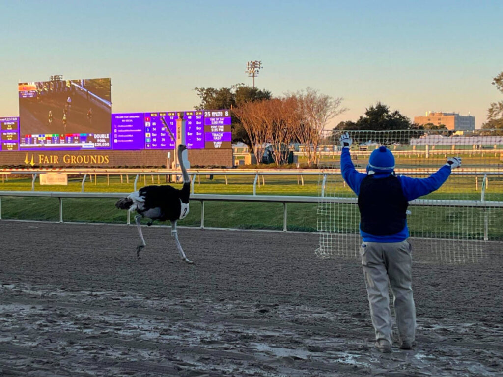Emu racing at the Fair Grounds Race Track