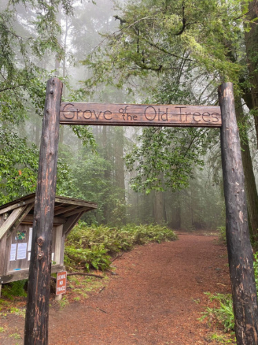 The entrance to The Grove of the Old Trees surrounded by redwoods