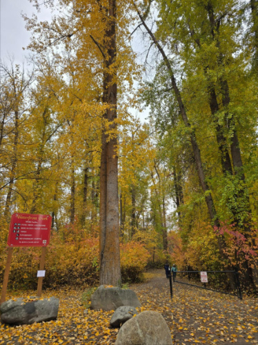 View of the tall foliage trees at the entrance to Waterfront Park