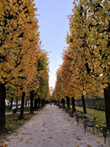 The fall foliage trees lined along a road at Mirabell Gardens