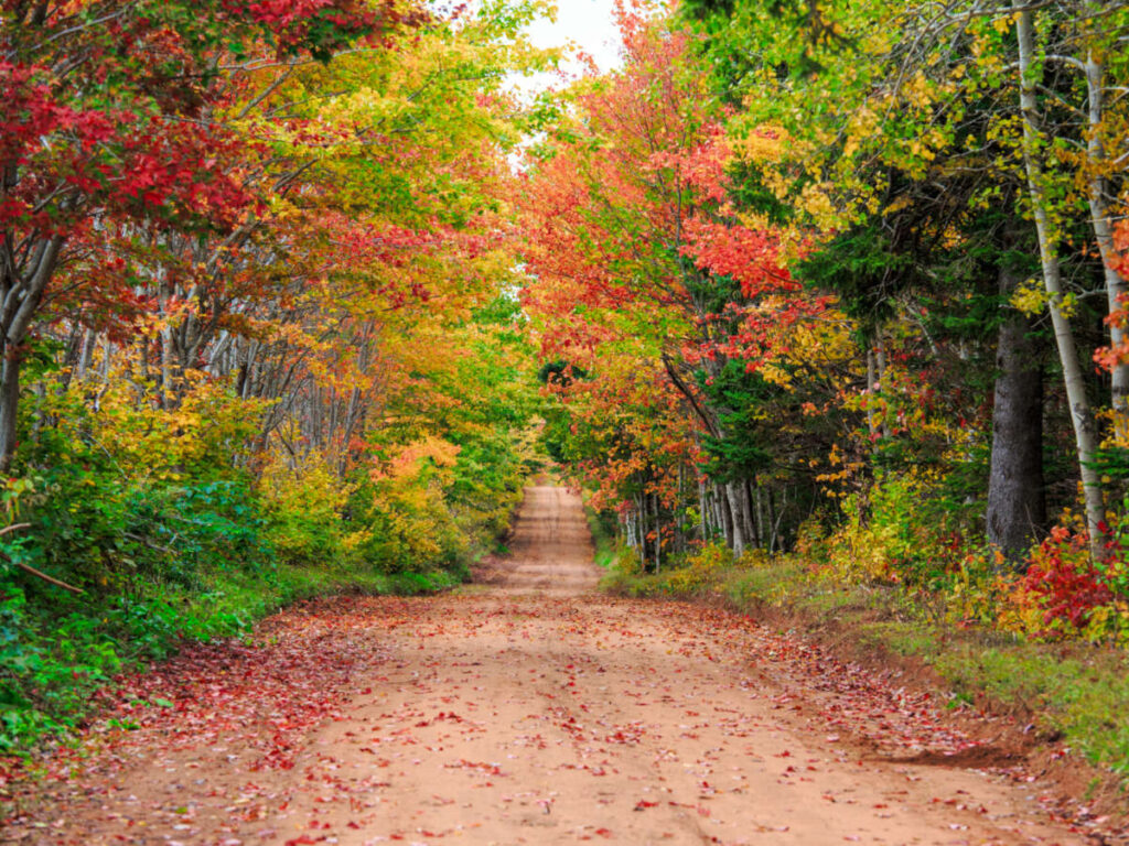 View of Fall foliage on a road at Prince Edward Island