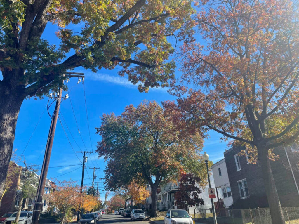 View of a street in DC during fall