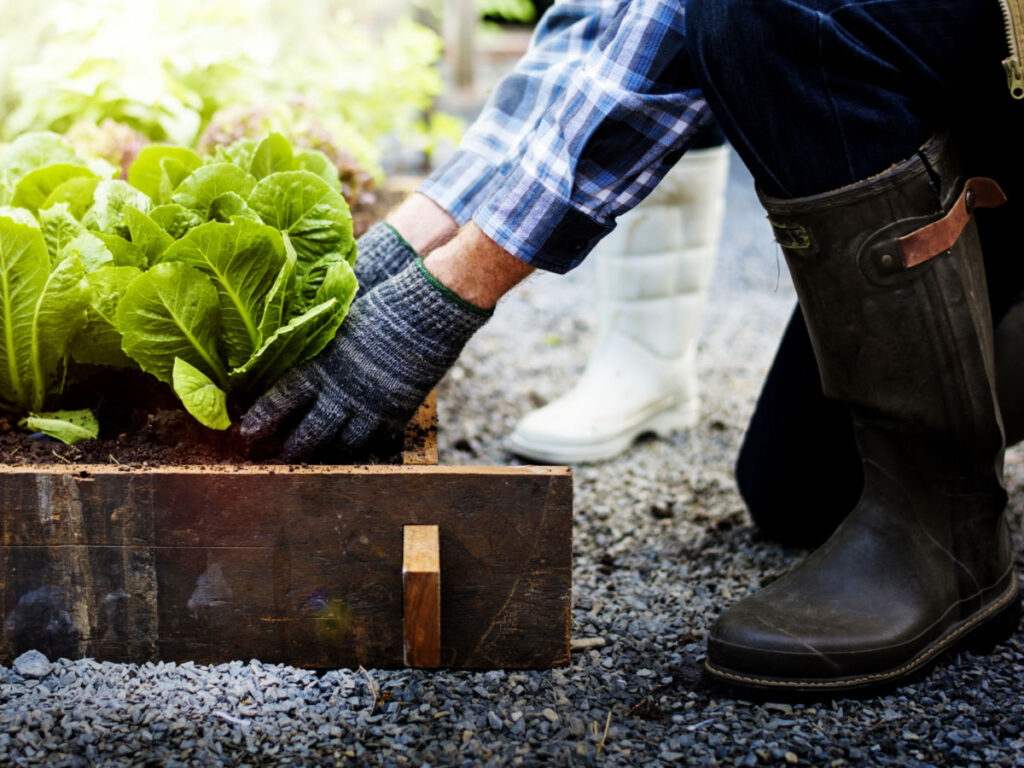 Picking vegetable from the garden