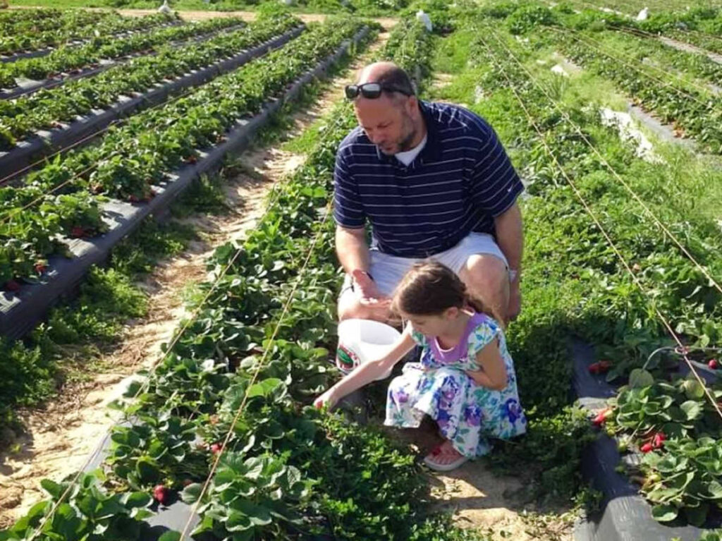 A father and daughter strawberry picking at the Froberg’s Farm