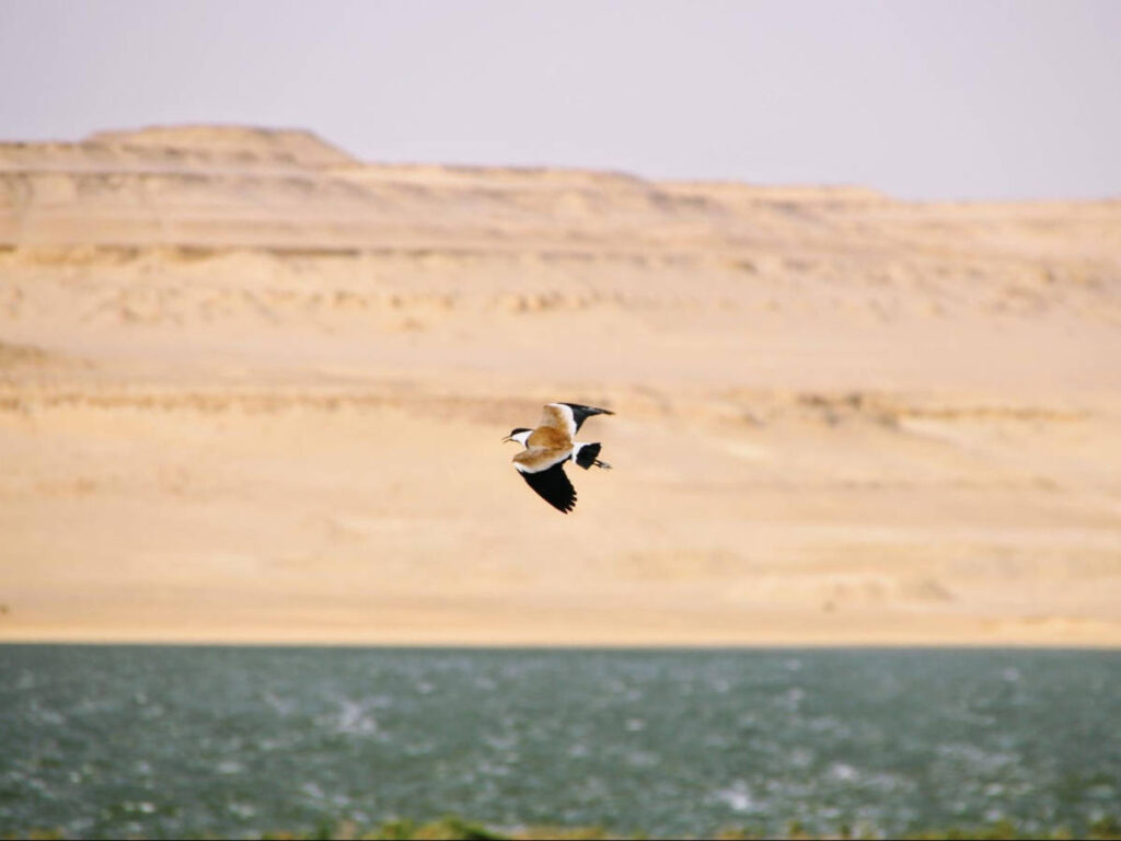 A lapwing wandering in Fayoum Oasis