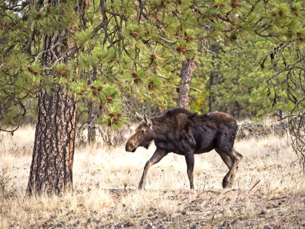 A female moose walking in the middle of the woods