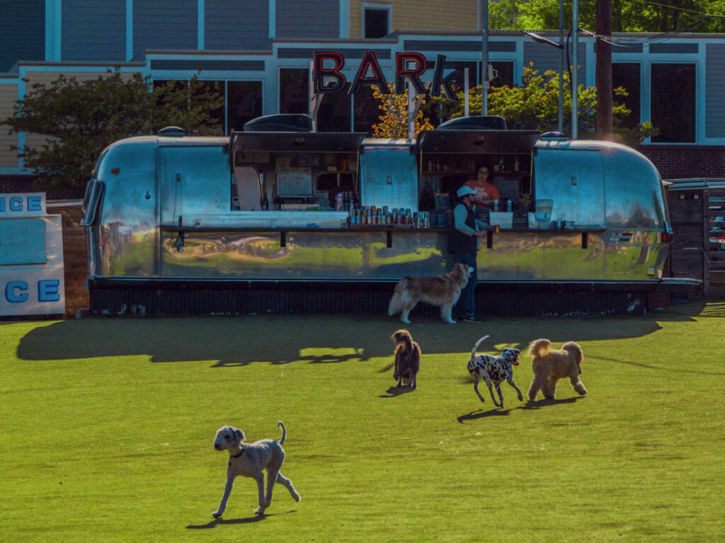 Dogs running free at Fetch Park
