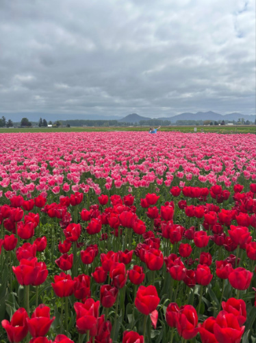 A field of vibrant and blooming tulips