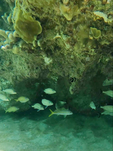 View of fishes at Shack’s Beach