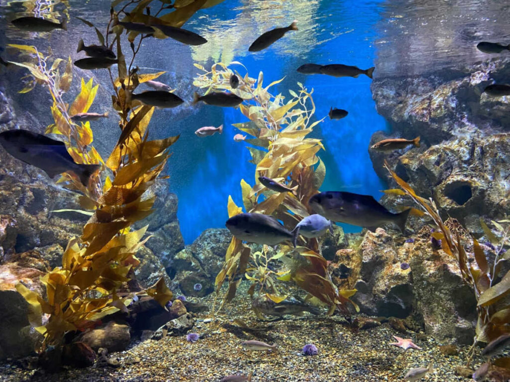 Closeup look of the kelp and fishes inside the aquarium in Monterey Bay Aquarium